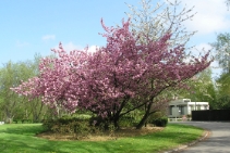 (2004-05) Avril, Mai, vive les fleurs